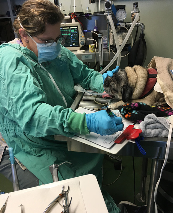 dental-pug